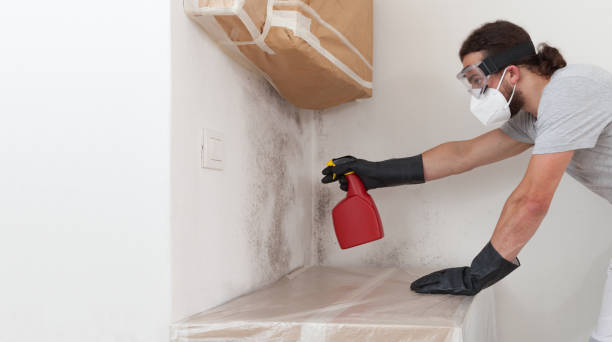 Professional Black Mold Remediation technician working in Erie, IL