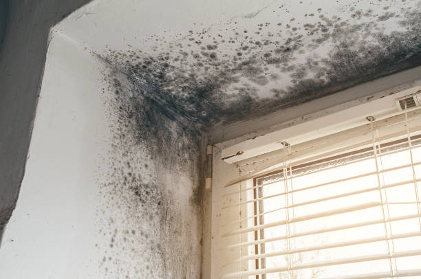 Affordable Black Mold Remediation solutions in Erie, IL
